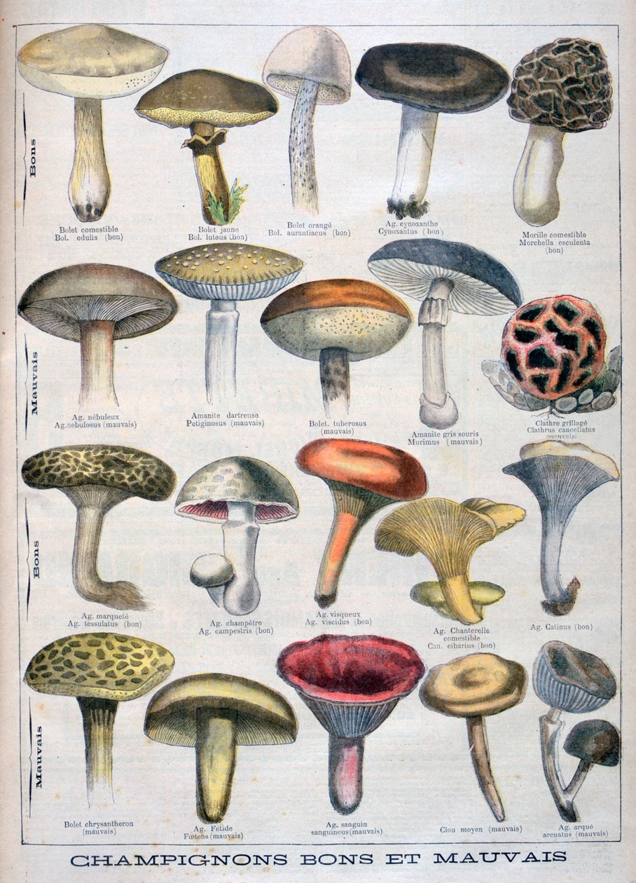 Cogumelos bons e ruins, 1896 de Unbekannt