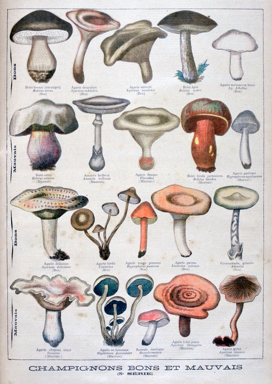 Cogumelos bons e ruins, 1896 de Unbekannt