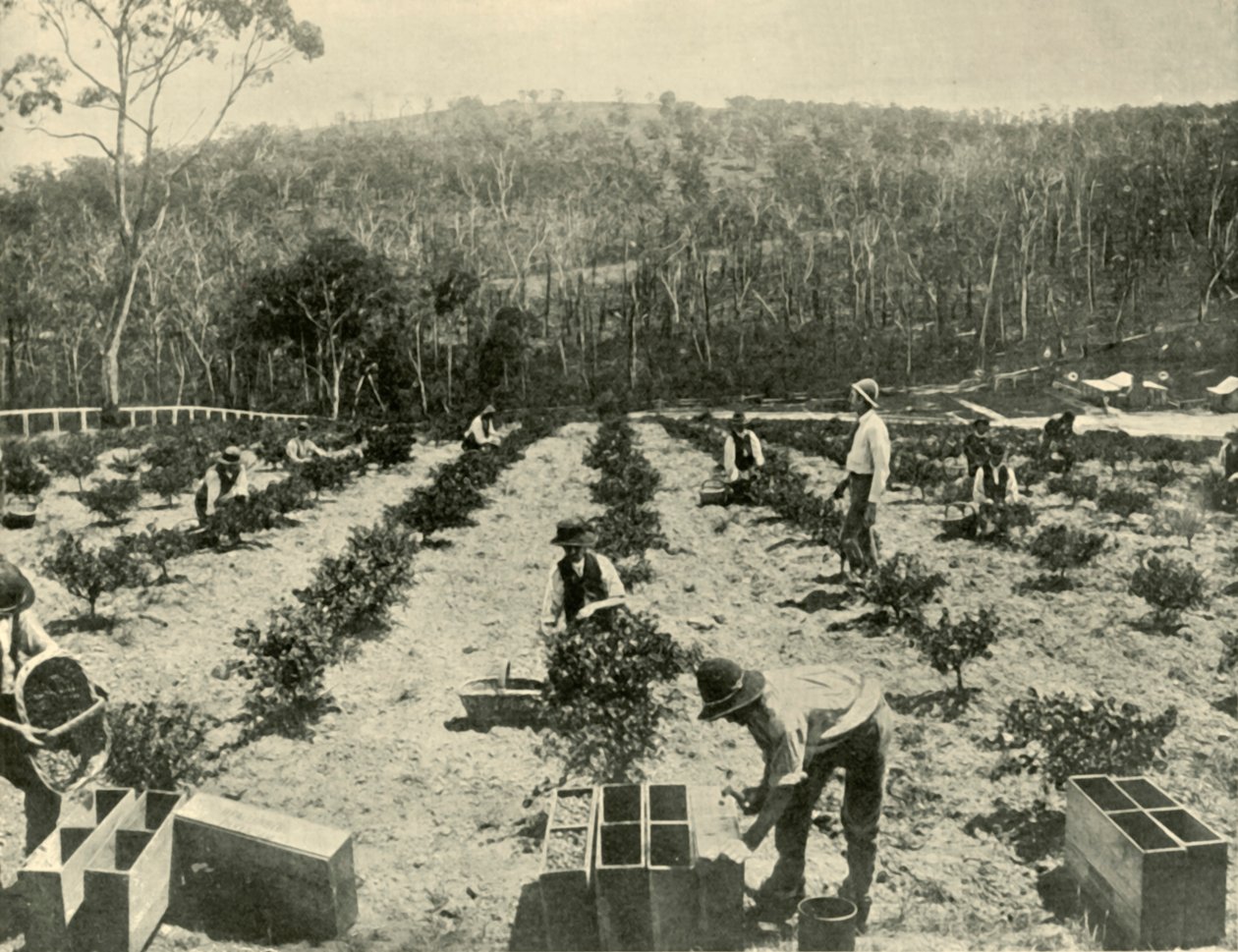 Fazenda de groselha, Glenbrook, 1901. de Unbekannt