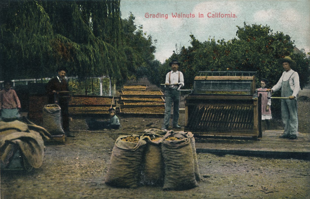 Classificando nozes na Califórnia, c1910s. de Unbekannt