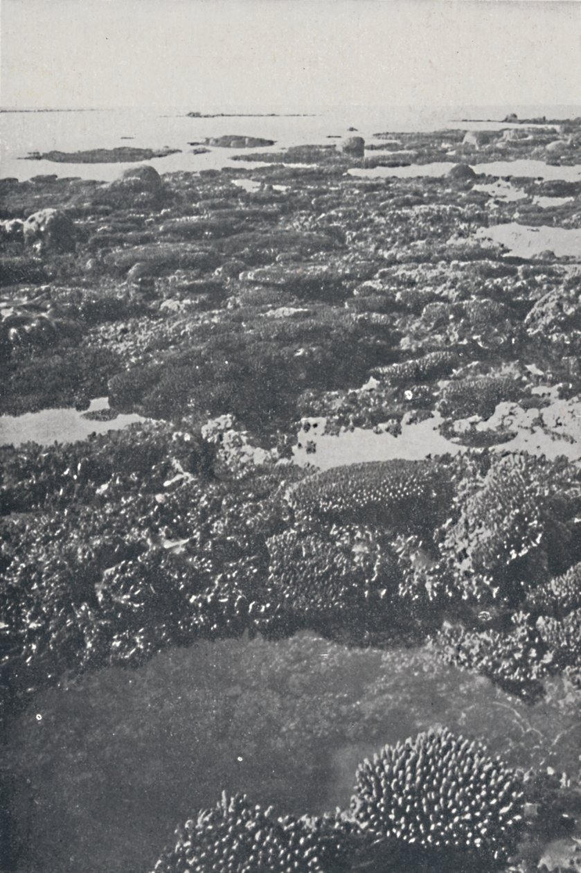 Grande Barreira de Corais, 1924 de Unbekannt