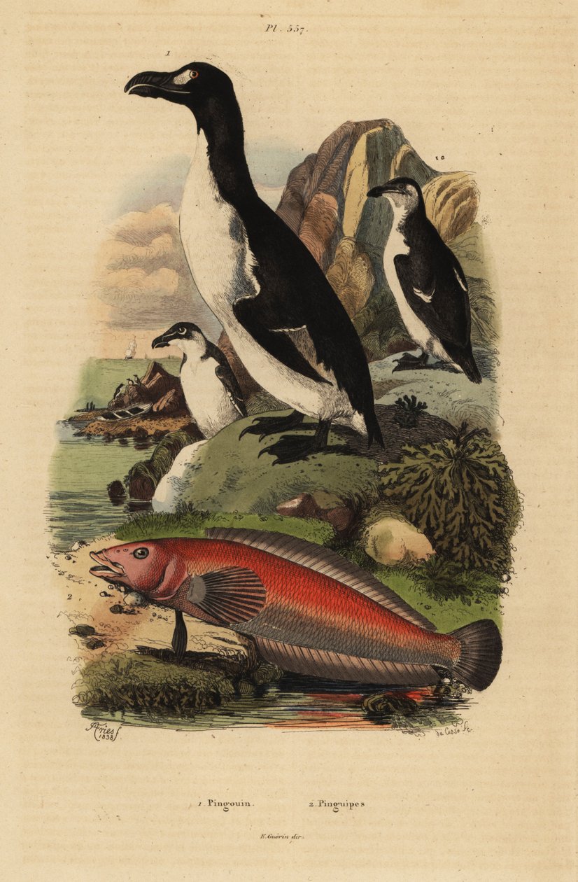 Great auk, Pinguinus impennis 1, exctinct, e Pinguipes brasilianus 2, Pinguipes brasilianus de Unbekannt