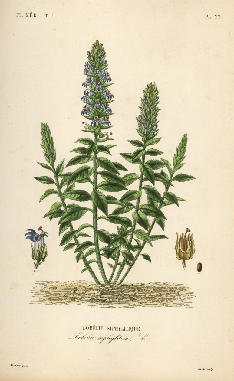 Grande lobelia azul, Lobelia siphilitica, Lobelia siphylitica, Lobelie siphylitique de Unbekannt