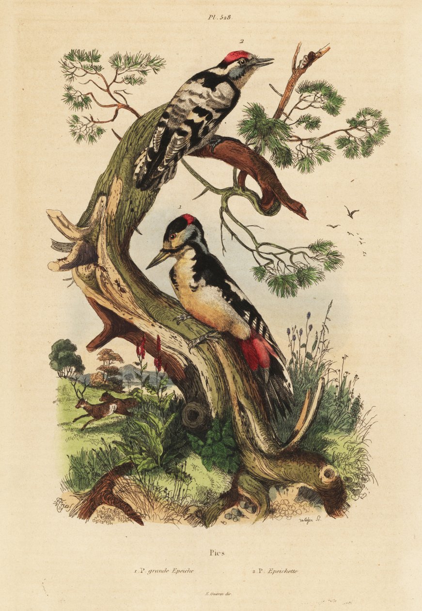 Pica-pau-malhado, Dendrocopos major e Lesser spotted woodpecker, Dryobates minor de Unbekannt