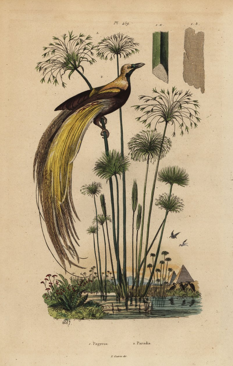 Ave de Paraíso, Paradisaea apoda e papiro, Cyperus papyrus de Unbekannt