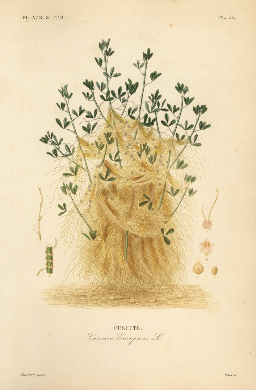 Cuscuta europaea, Cuscuta europaea, cuscuta de Unbekannt