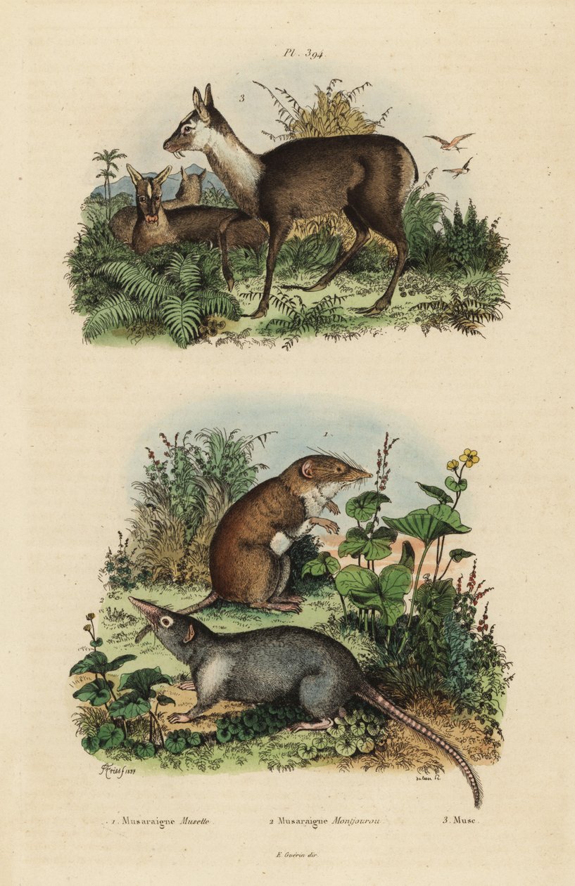 Maior musaranho de dentes brancos, Crocidura russula 1, musaranho almiscarado cinzento, Suncus murinus 2 e cervo almiscarado escuro, Moschus fuscus, em perigo de extinção 3 de Unbekannt