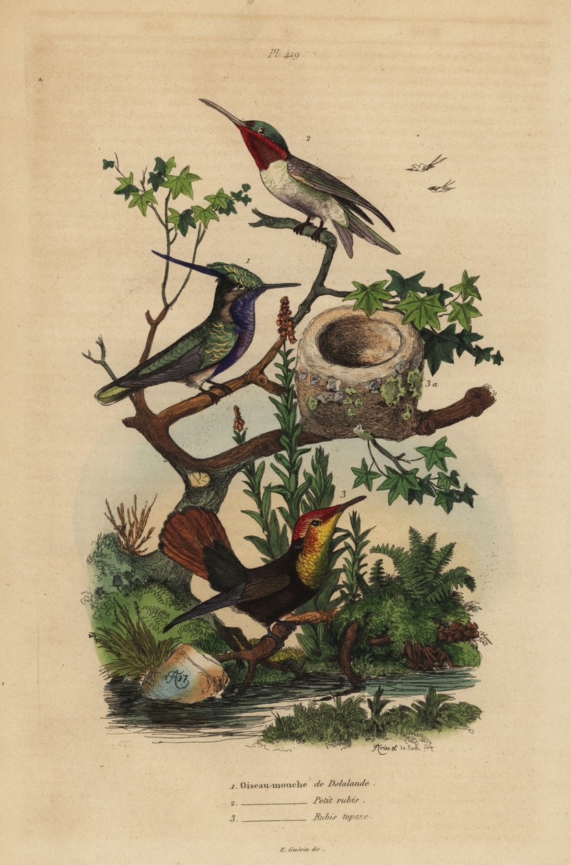 Beija-flor de cor verde, Stephanoxis lalandi, beija-flor com garganta rubi, Archilochus colubris e beija-flor e ninho de ruby-topaz, Chrysolampis mosquitus de Unbekannt