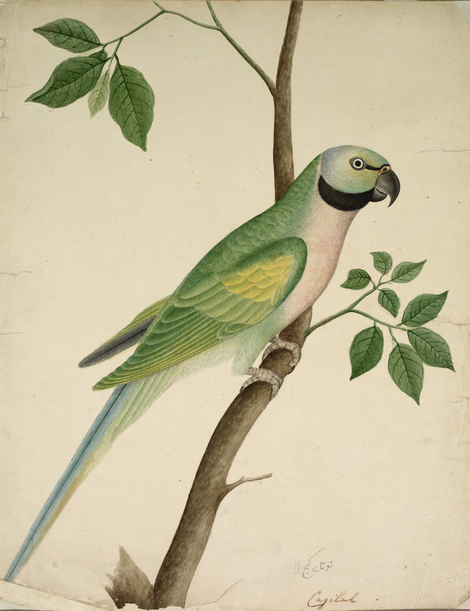 Papagaio verde, c. 1820 de Unbekannt