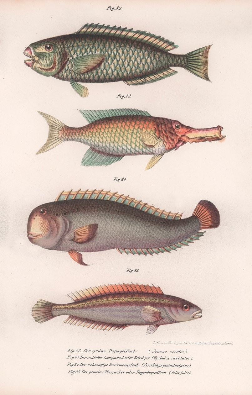 Peixe-papagaio verde. Longmouth indiano, Rasirnesser, Wrasse, c.1850s de Unbekannt