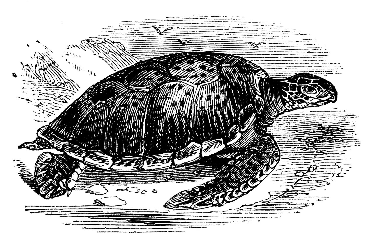 Tartaruga verde Chelone mydas, c1890 de Unbekannt