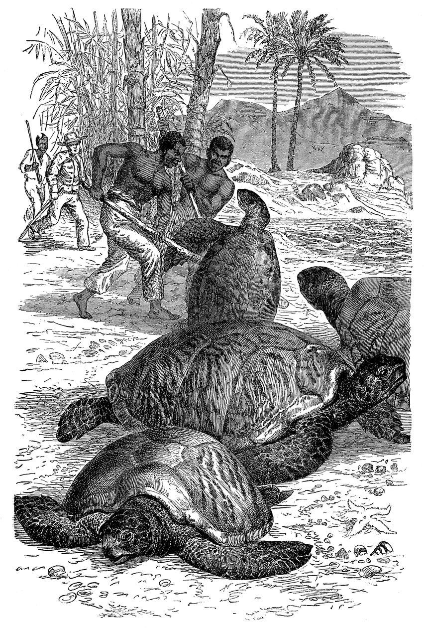 Tartaruga-verde sendo capturada por caçadores, 1884 de Unbekannt