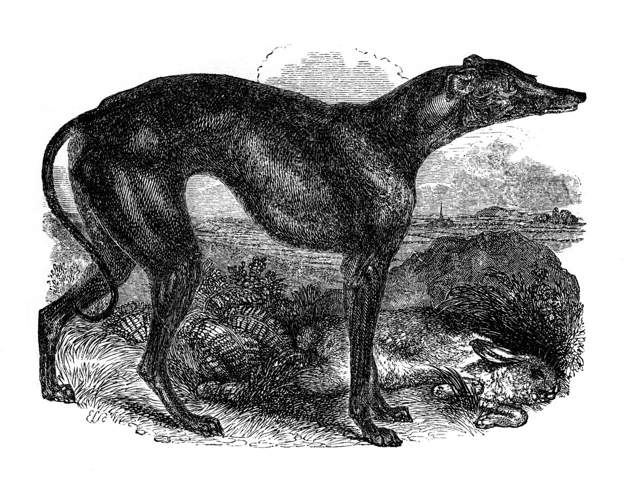 Galgo, 1848 de Unbekannt