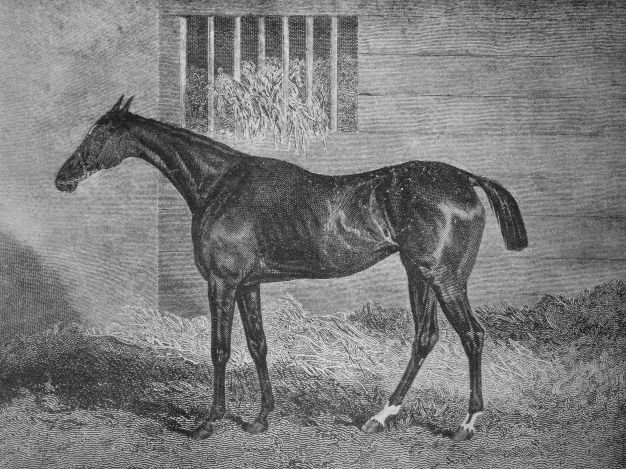 Gulnare, século XIX, 1911 de Unbekannt