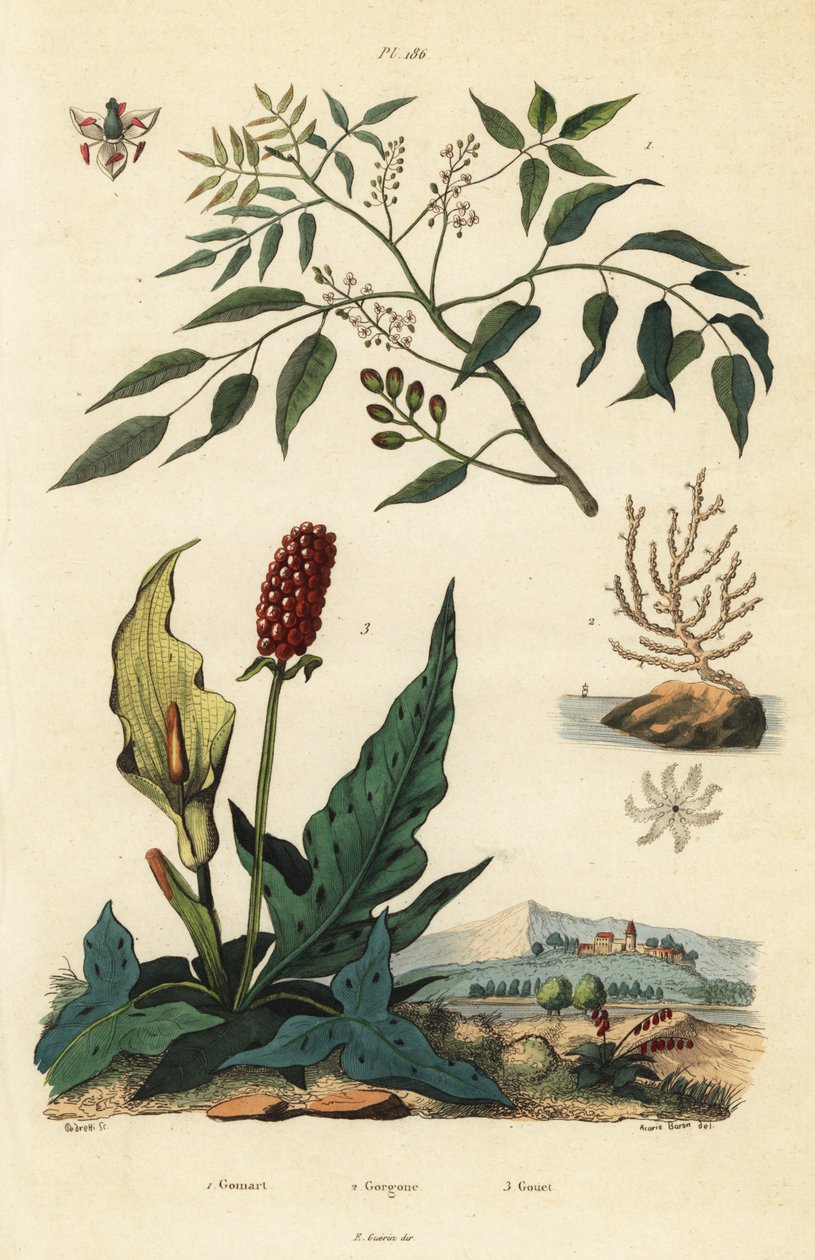 Gumbo-limbo, Bursera simaruba 1, coral de mar aberto ou gorgoniano warty, Eunicella verrucosa 2, e cuckoopint, Arum maculatum 3, Gomart, Gorgone, Gouet de Unbekannt