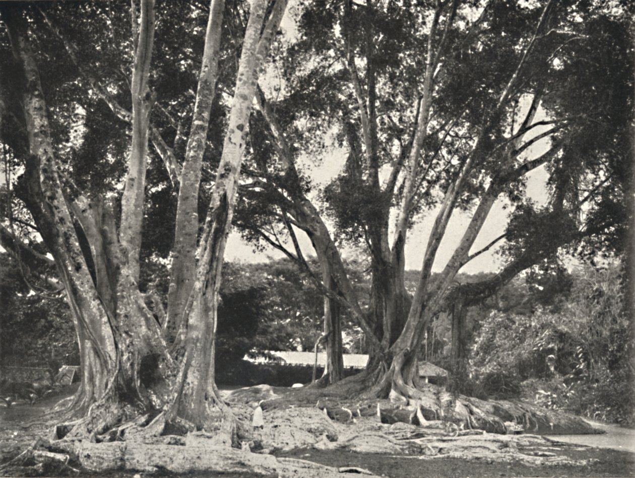 Gummibaume Ficus elastica, 1926 de Unbekannt