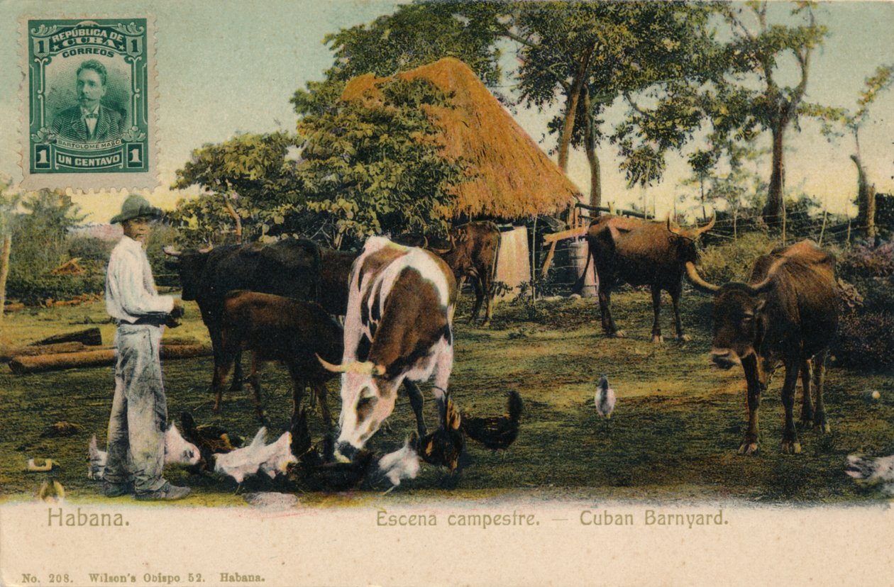 Havana Cena do país - Barnyard cubano, c1910 de Unbekannt