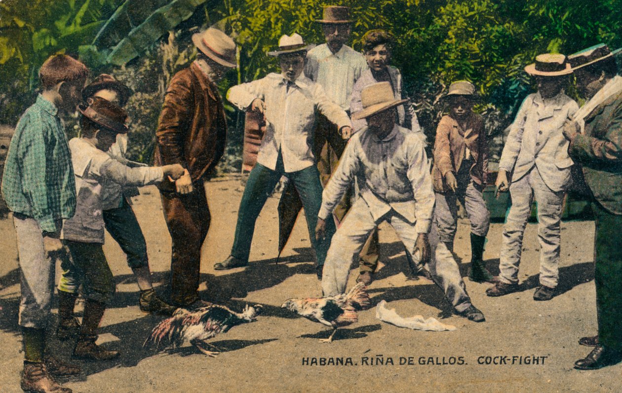 Habana. Rina de Gallos. Briga de galos, c.1900s de Unbekannt