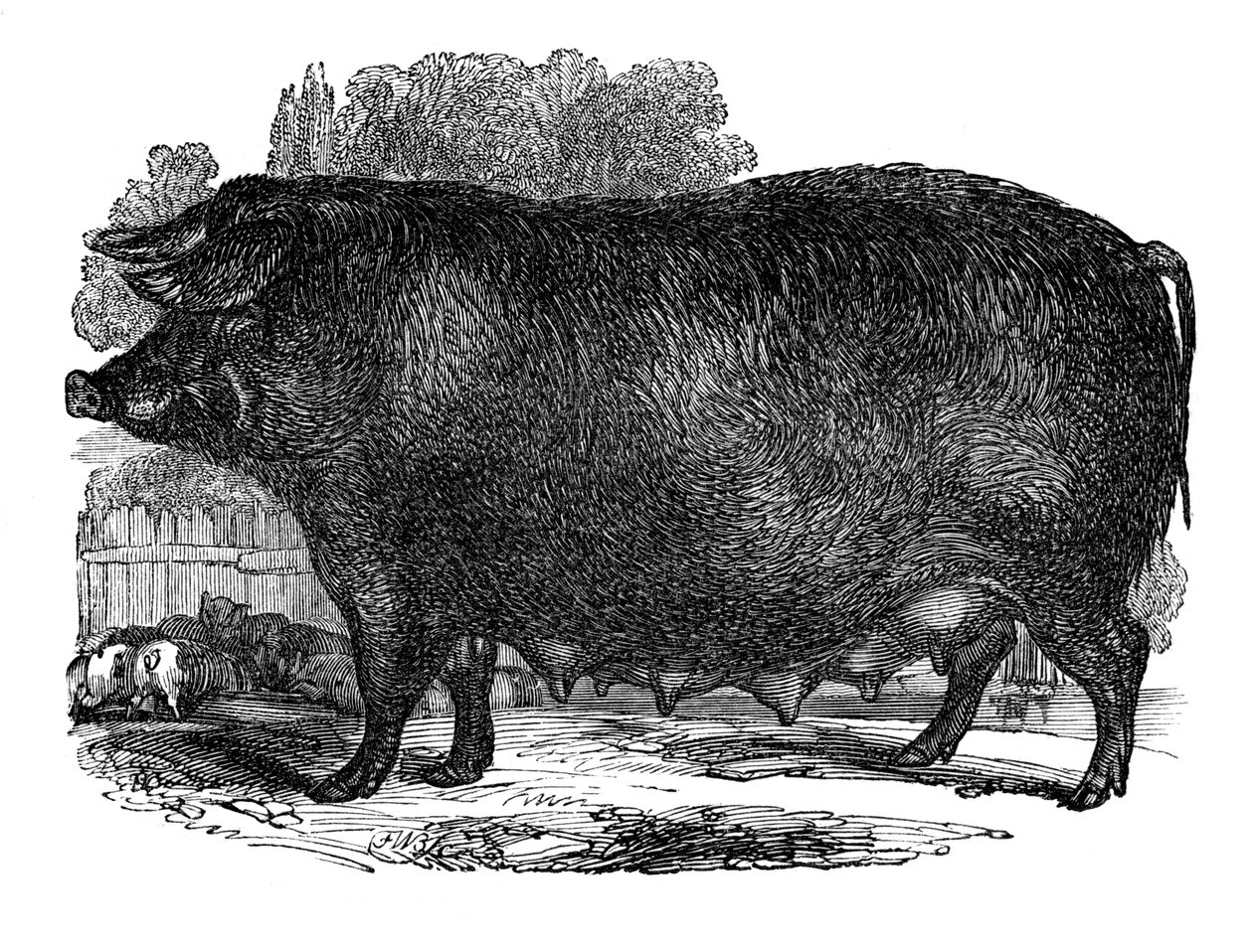 Porca de Hampshire, 1848 de Unbekannt