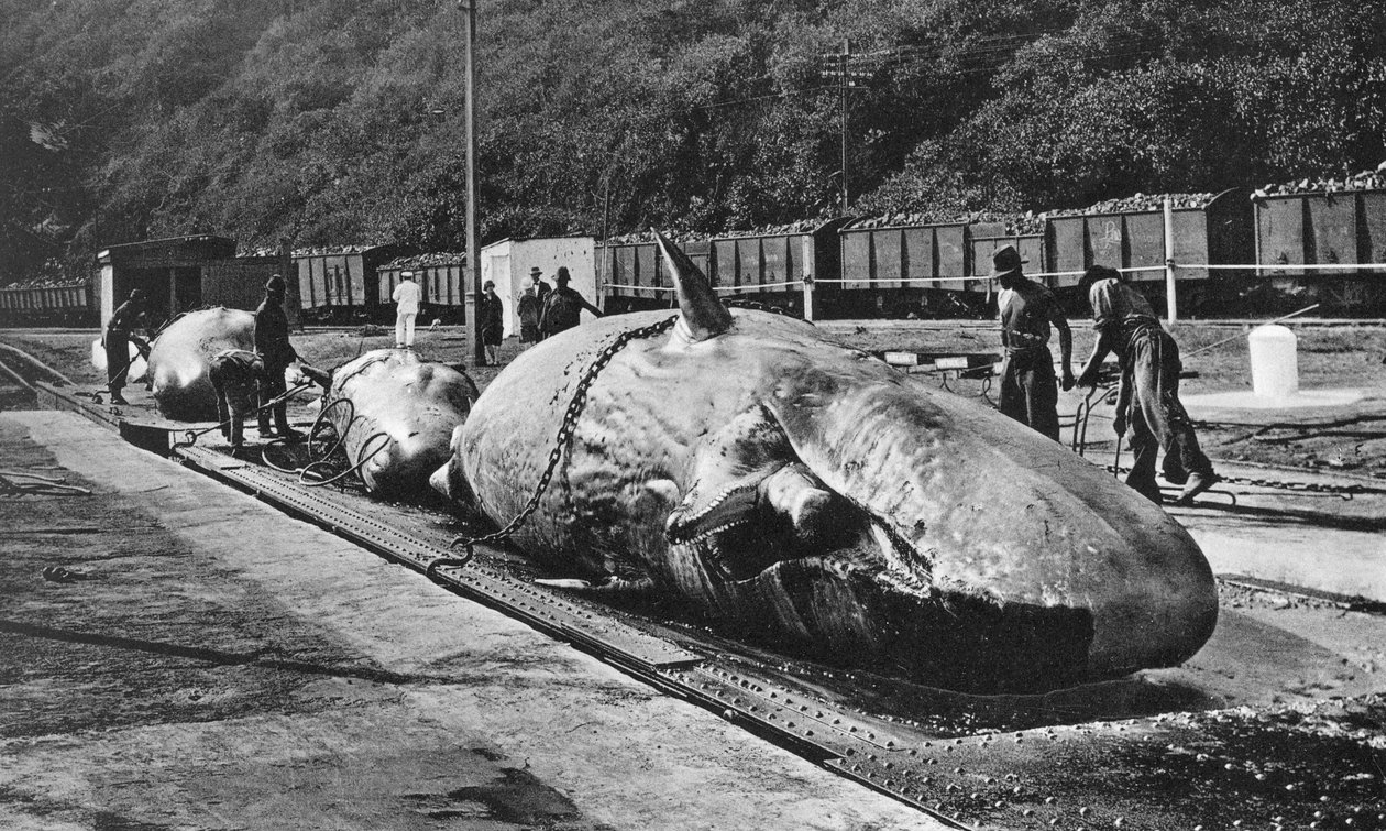 Manejo de baleias no Bluff, Durban, África do Sul de Unbekannt