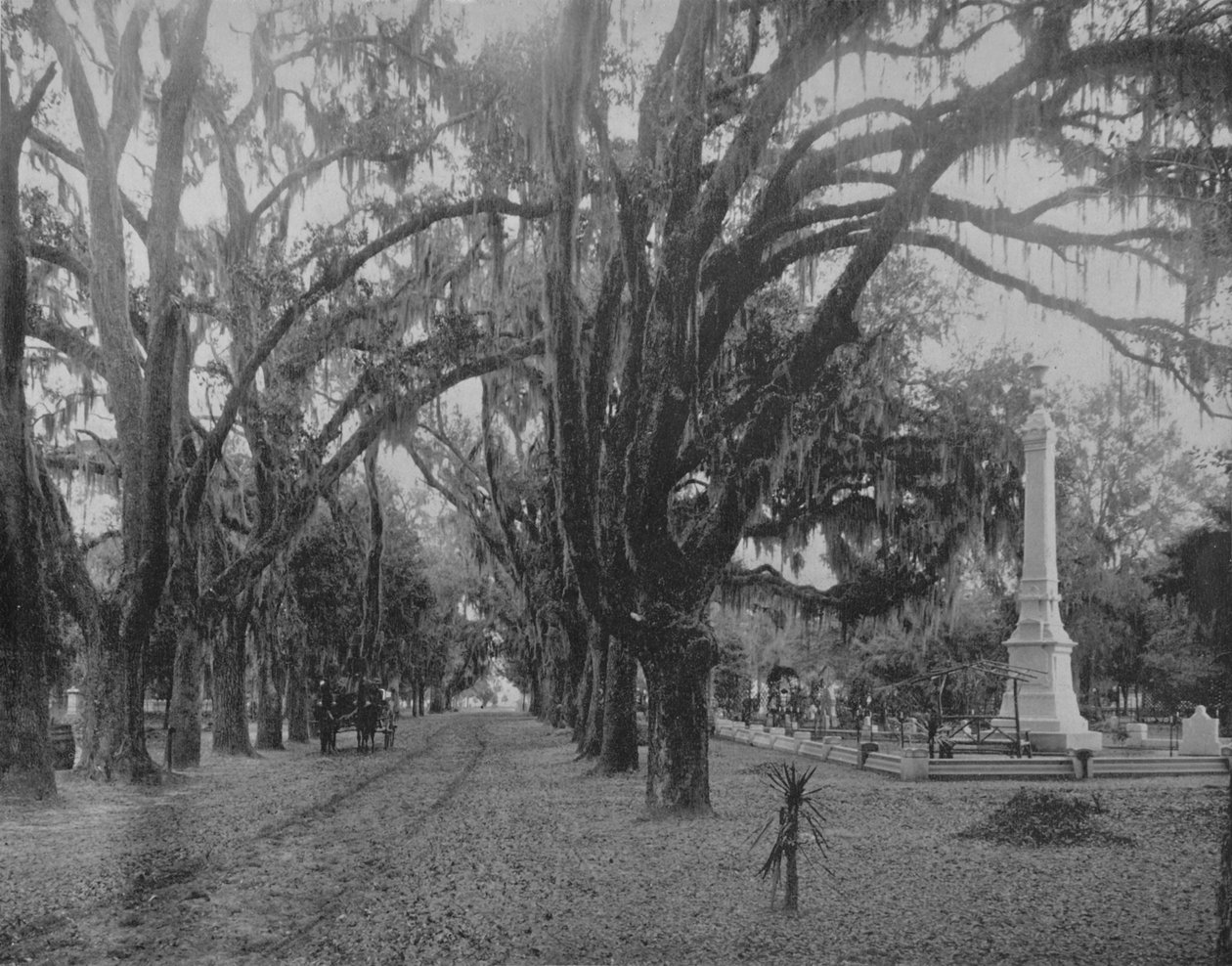 Musgo de suspensão no Live-Oak, Savannah, Geórgia, c1897. de Unbekannt