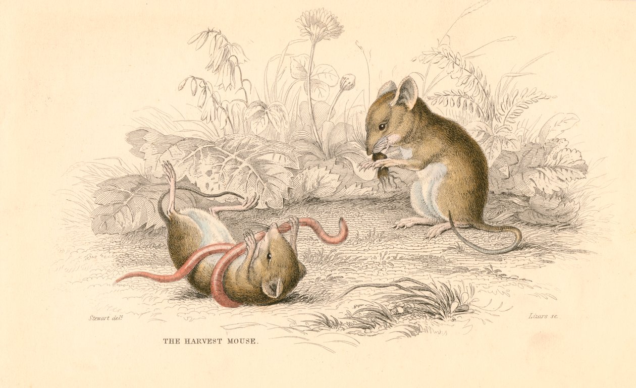 Colheita de ratos Micromys minutus do Velho Mundo, 1828 de Unbekannt