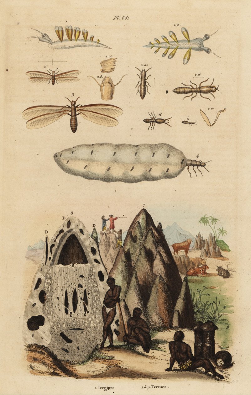 Térmitas e montículos, espécies de Microhodotermes e lesmas do mar, Tergipes tergipes de Unbekannt