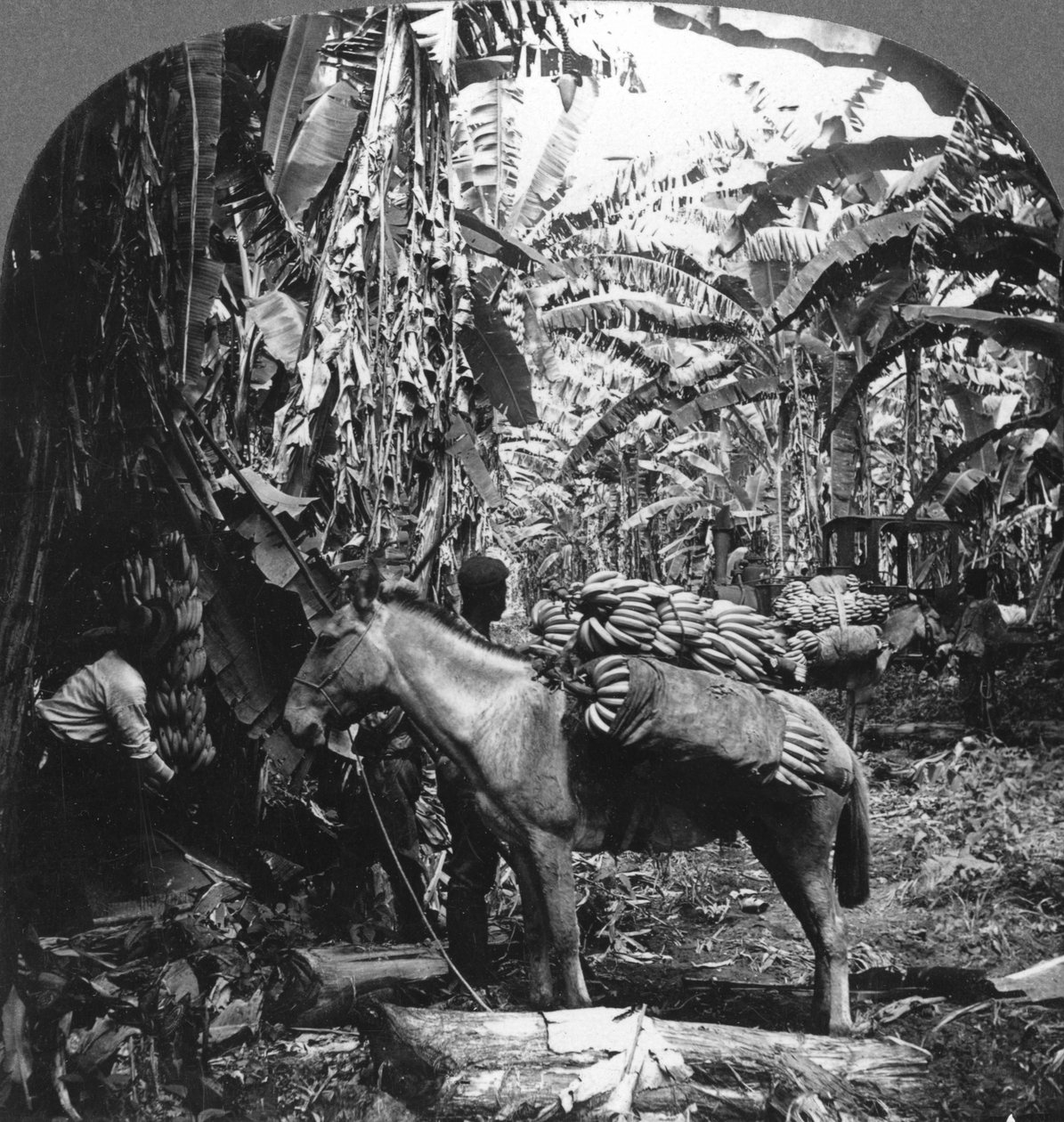 Colheita de bananas, Costa Rica, 1909 de Unbekannt