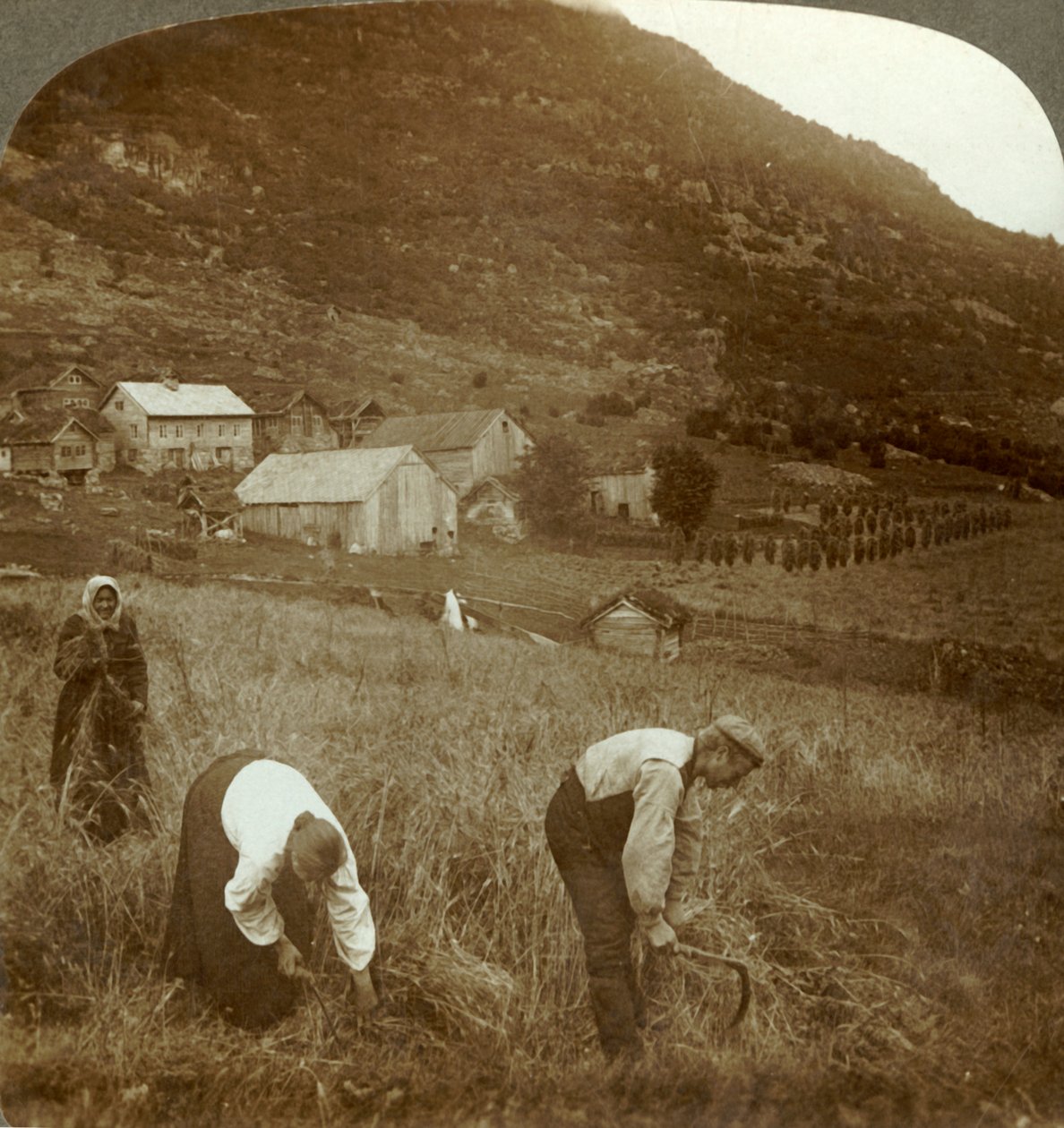Colhendo a cevada em uma exploração agrícola de Mindresunde no vale perto de Olden, Noruega, c1905. de Unbekannt