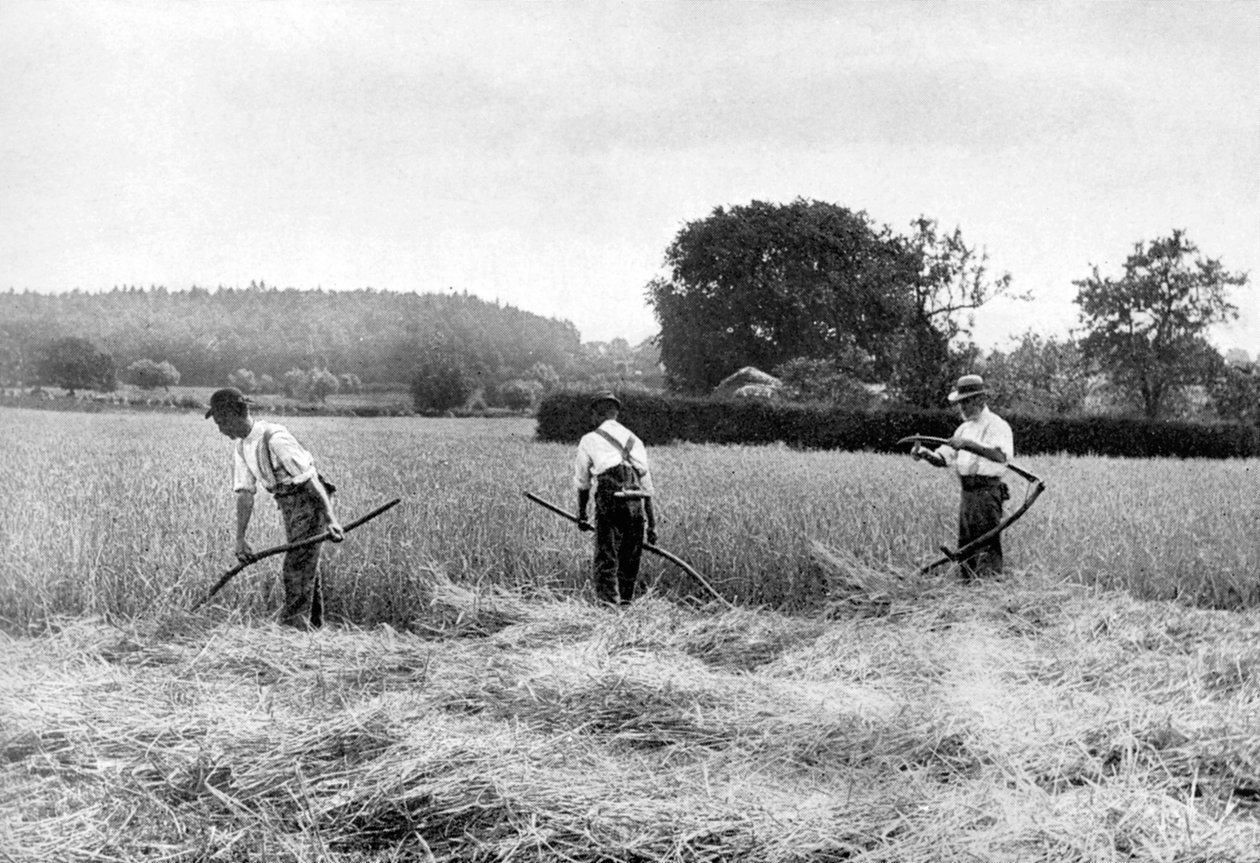 Colheita de feno, 1926 de Unbekannt