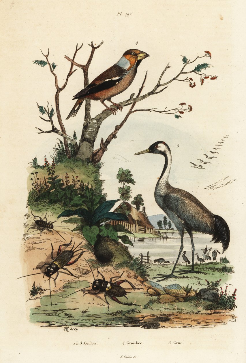 Hawfinch, Coccothraustes coccothraustes 2, grua comum, Grus grus 3, e grilos, Gryllus campestris 1 de Unbekannt