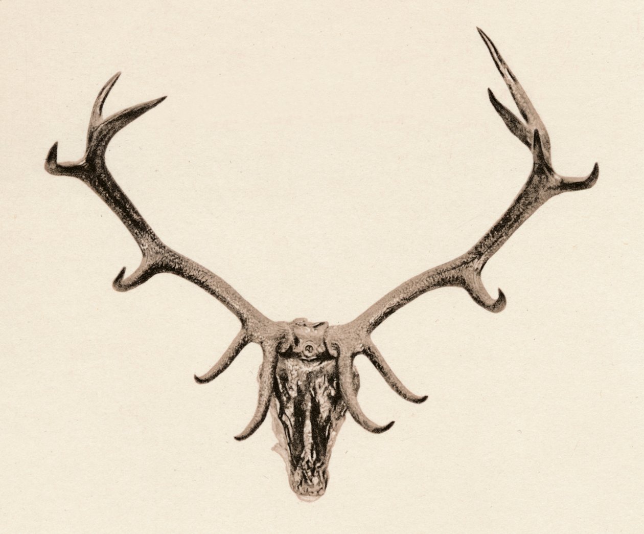Cabeça de um cervo, século c16th, 1904 de Unbekannt