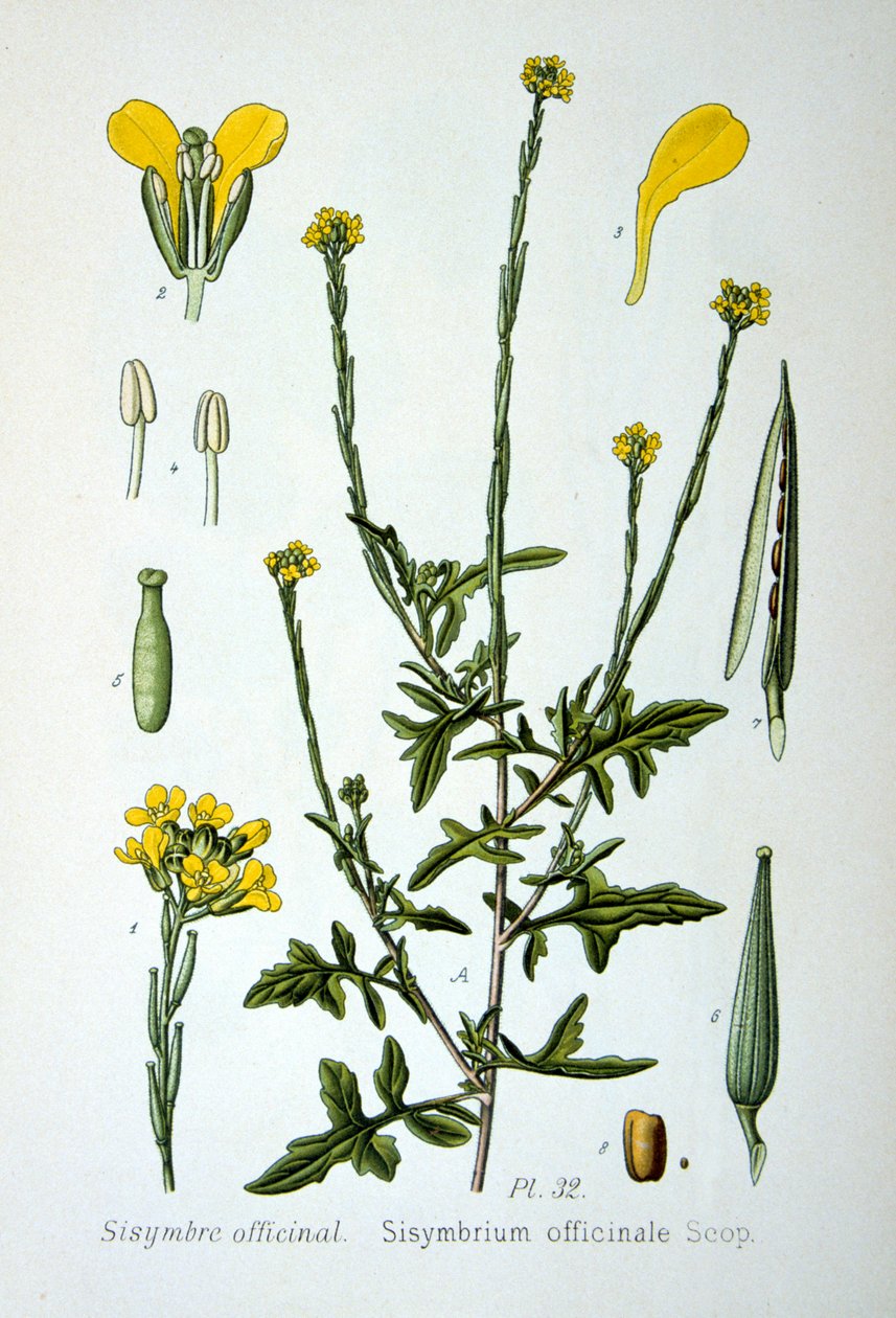 Mostarda de hedge, 1893 de Unbekannt