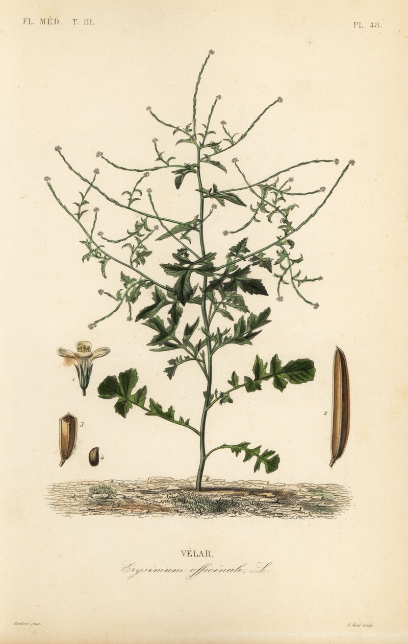 Mostarda de sebe, Sisymbrium officinale, Erysimum officinale, Velar de Unbekannt