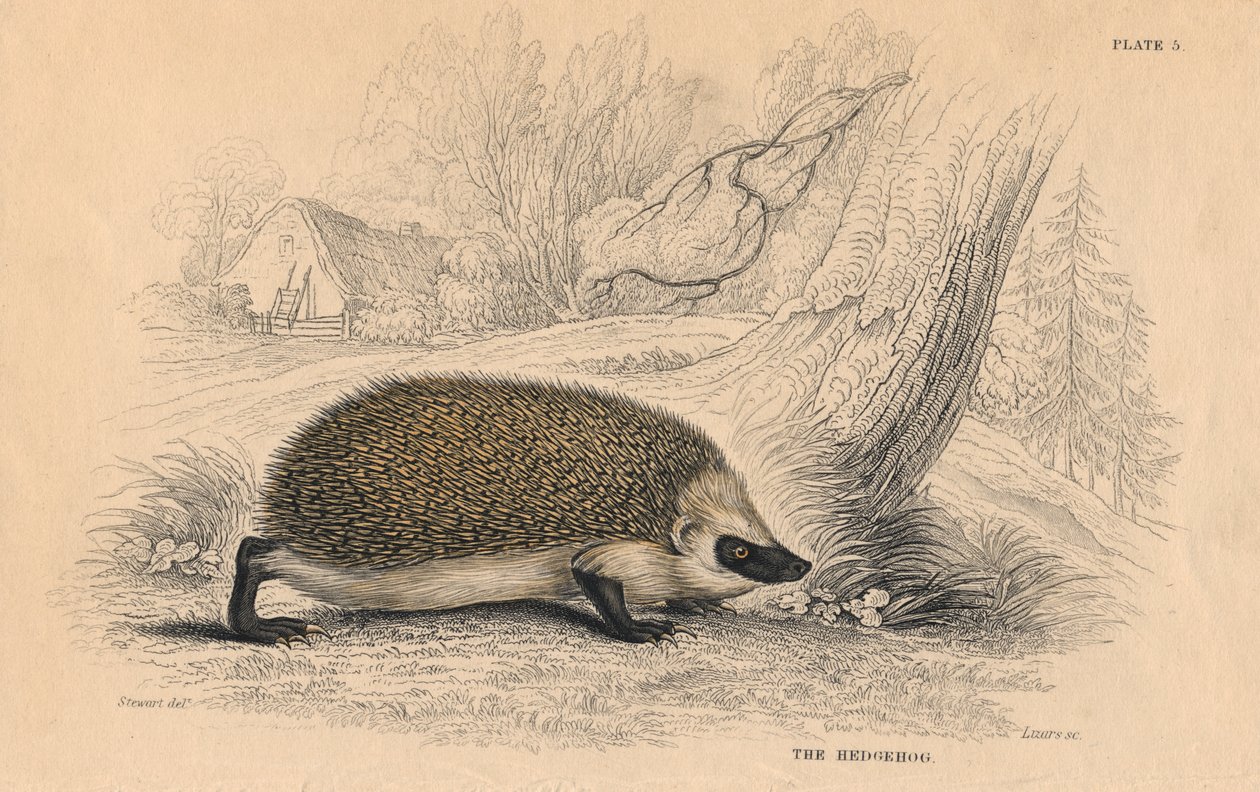 Ouriço-europeu Erinaceus, 1828 de Unbekannt