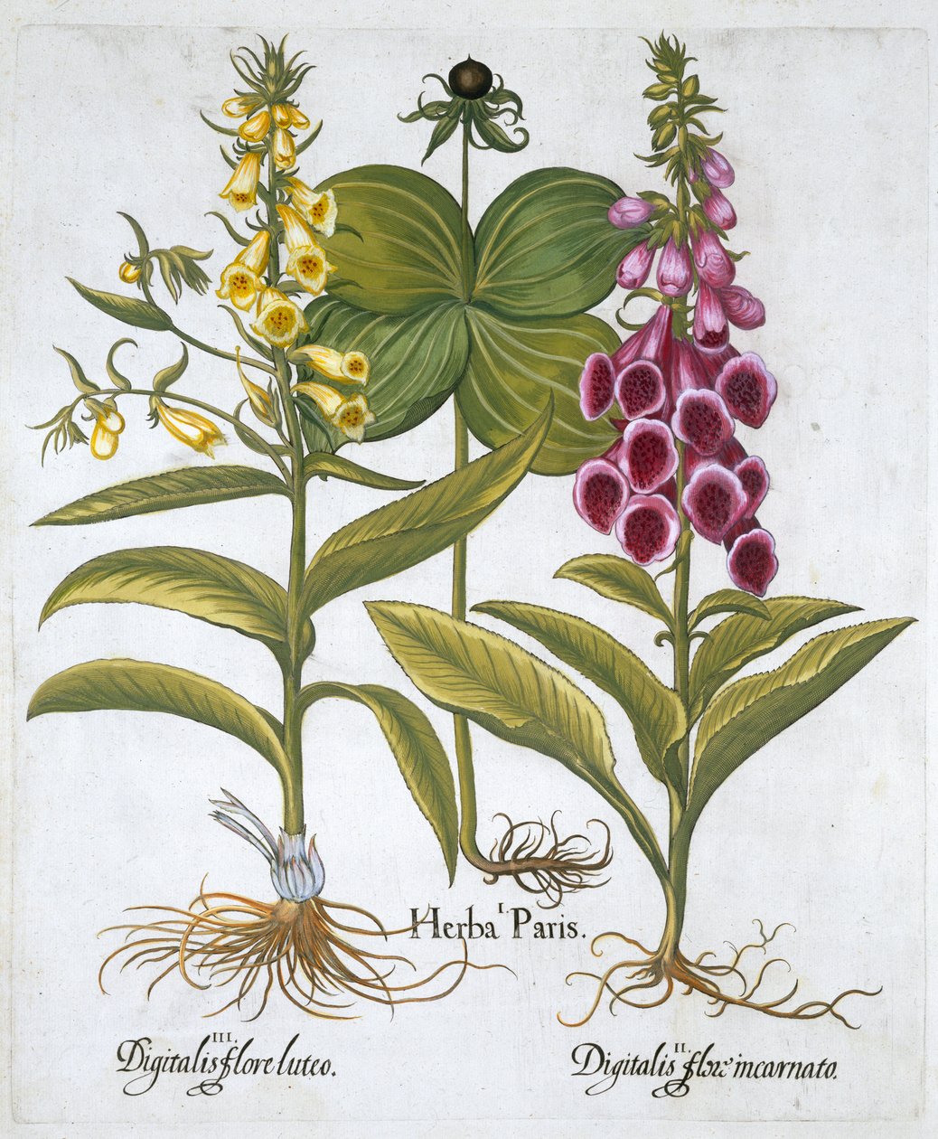 Herb Paris Solanum quadrifolium, Dedaleira Comum Digitalis Purpurea Grande Dedaleira Amarela de Unbekannt