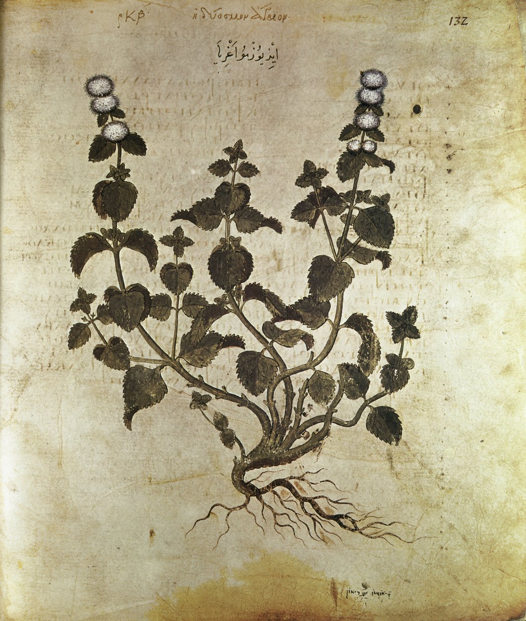 Herbals Peppermint (planta de menthe), século VI de Unbekannt