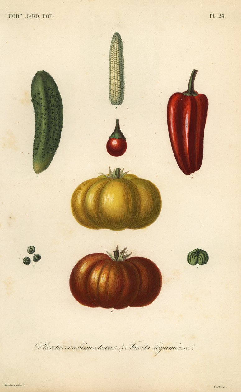 Ervas e legumes, plantes condimentares e leguminosas de frutas de Unbekannt