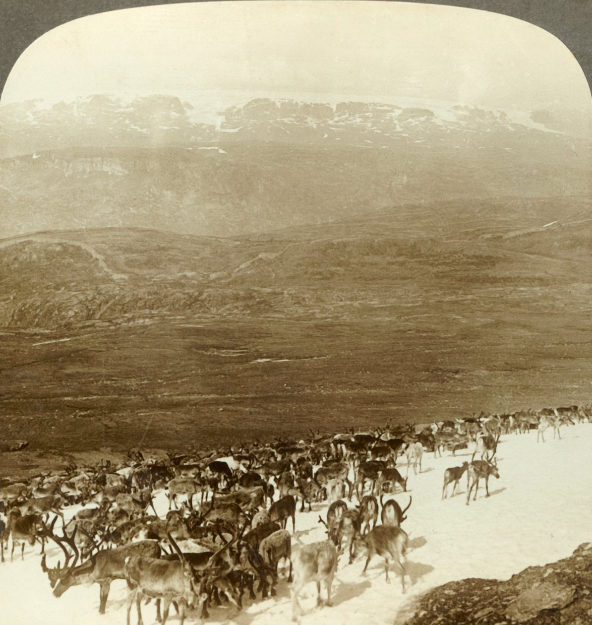 Rebanho de renas das florestas do norte e alturas nevadas da geleira Hardanger, Noruega, c1905. de Unbekannt