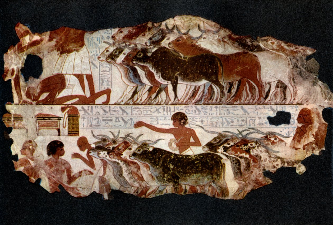 Rebanhos de gado da época da 18ª Dinastia, Egito, c1400 aC 1936 de Unbekannt