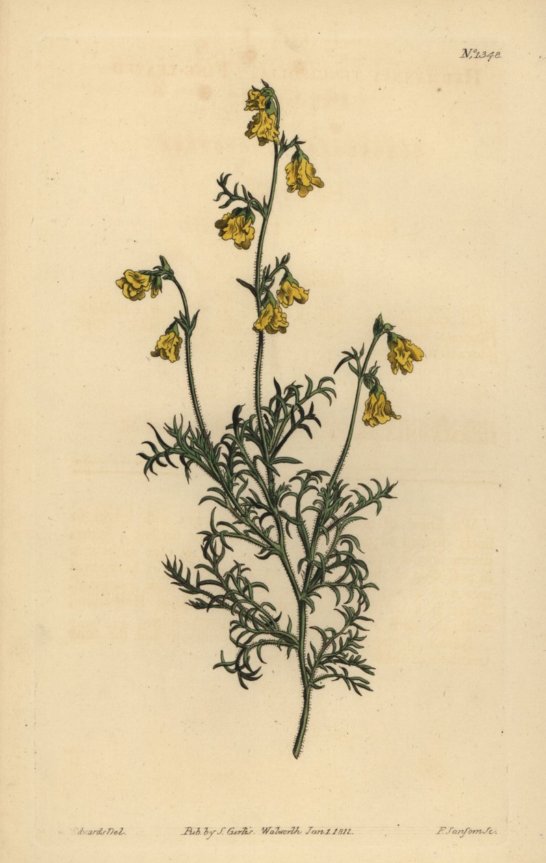 Hermannia confusa (Hermannia de folhas finas, Hermannia tenuifolia) de Unbekannt