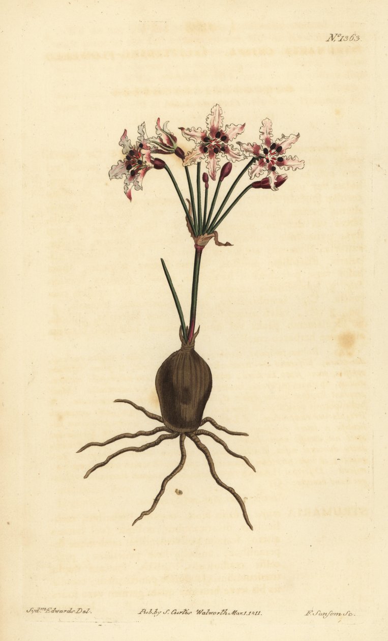 Hessea cinnamomea (Strumaria brilhante florida, Strumaria crispa) de Unbekannt