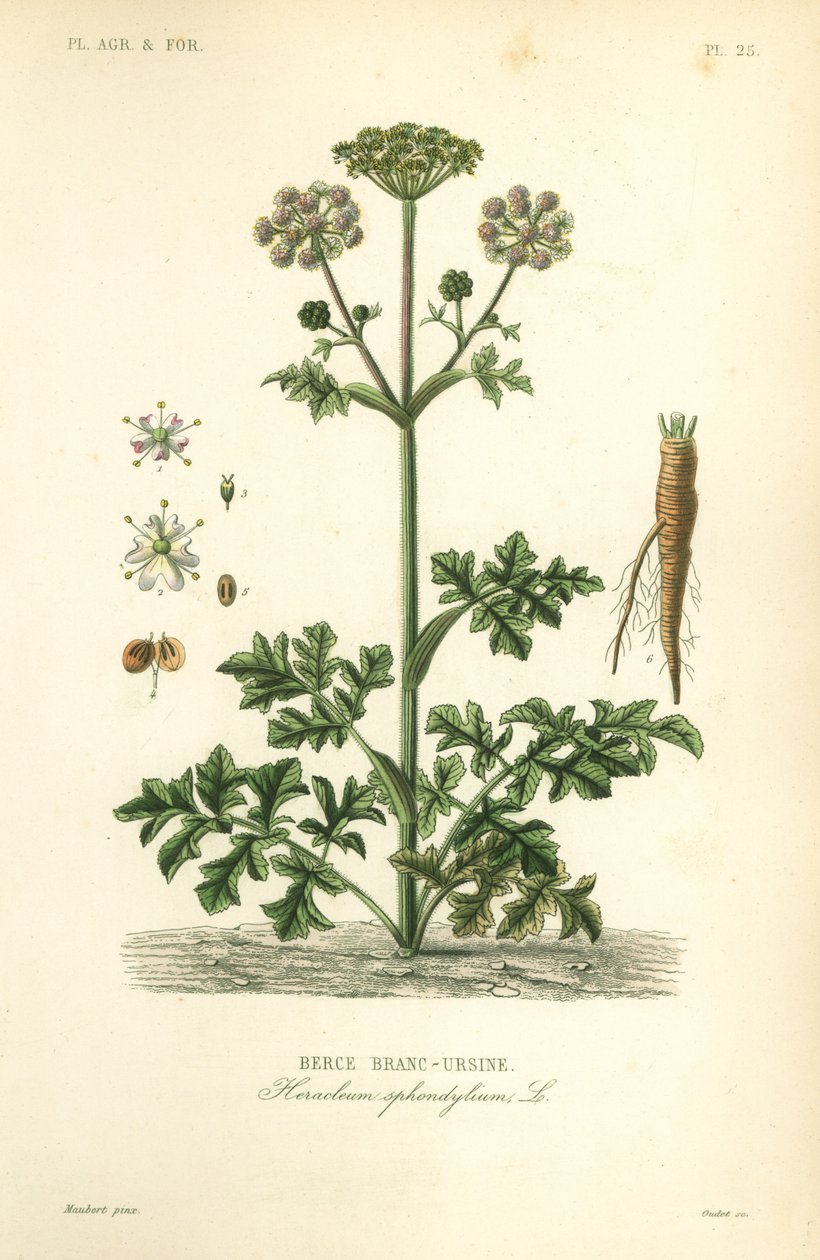 Hogweed ou pastinaca de vaca, Heracleum sphondylium, berce branc-ursine de Unbekannt