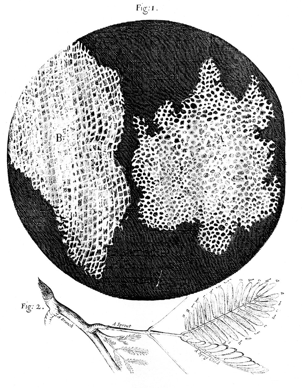 Hooks observações da estrutura celular da cortiça e um raminho da planta sensível, 1665 de Unbekannt