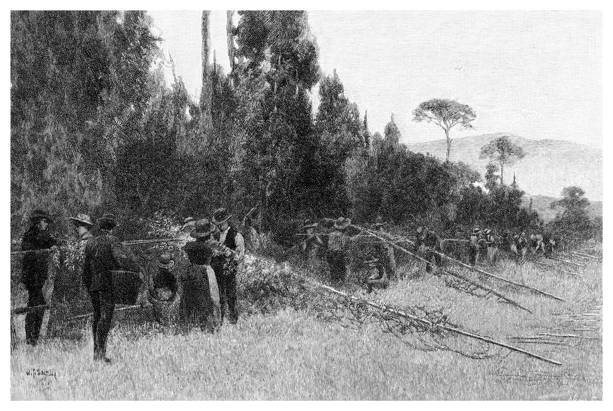 Seleção de lúpulo em Bairnsdale, Austrália, 1886 de Unbekannt