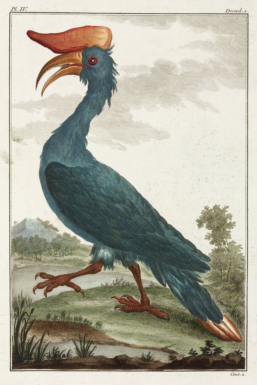Hornbill de Unbekannt