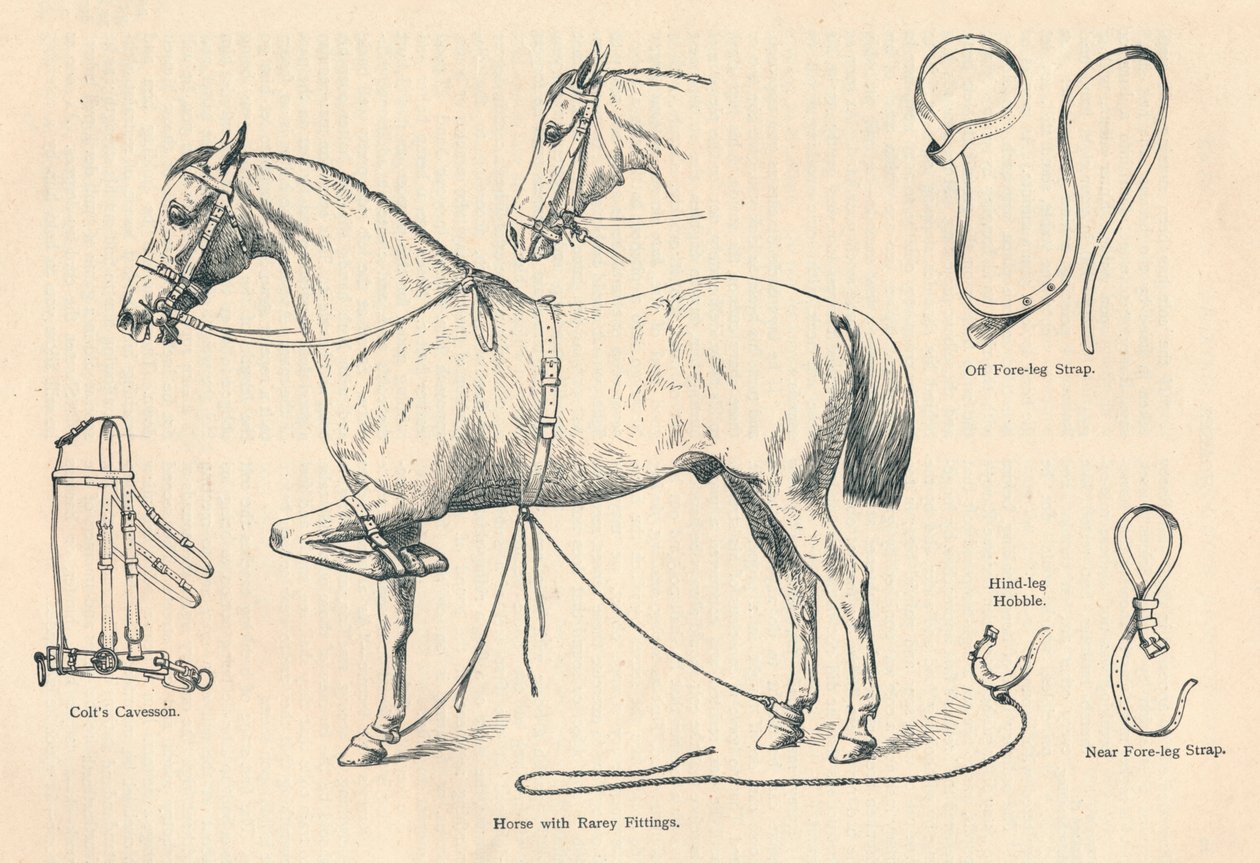 Cavalo com acessórios raros, c1905 c1910 de Unbekannt