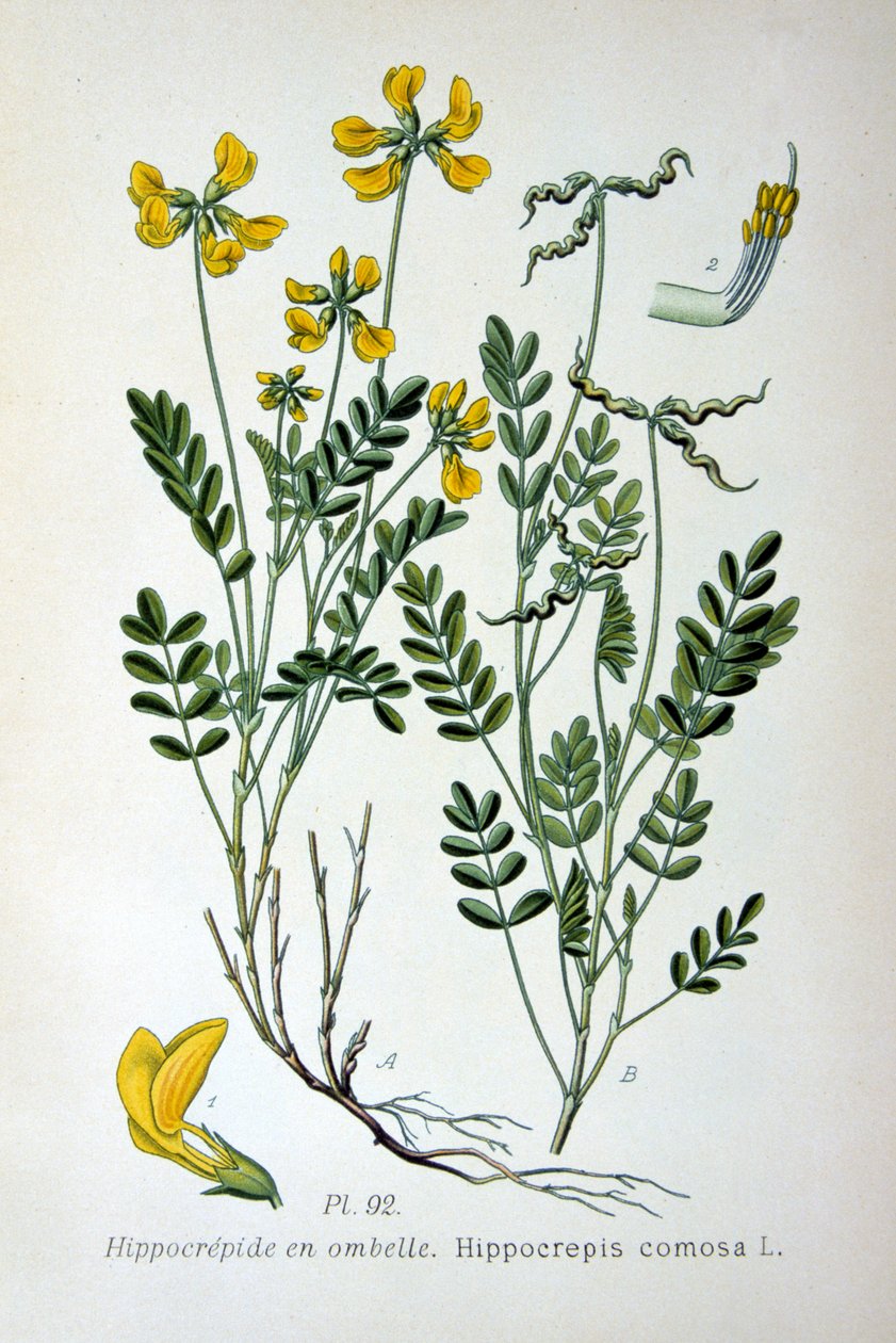 Ervilhaca em ferradura, 1893 de Unbekannt