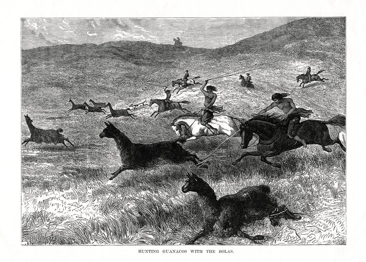 Caçando Guanacos com os Bolas, América do Sul, 1877 de Unbekannt