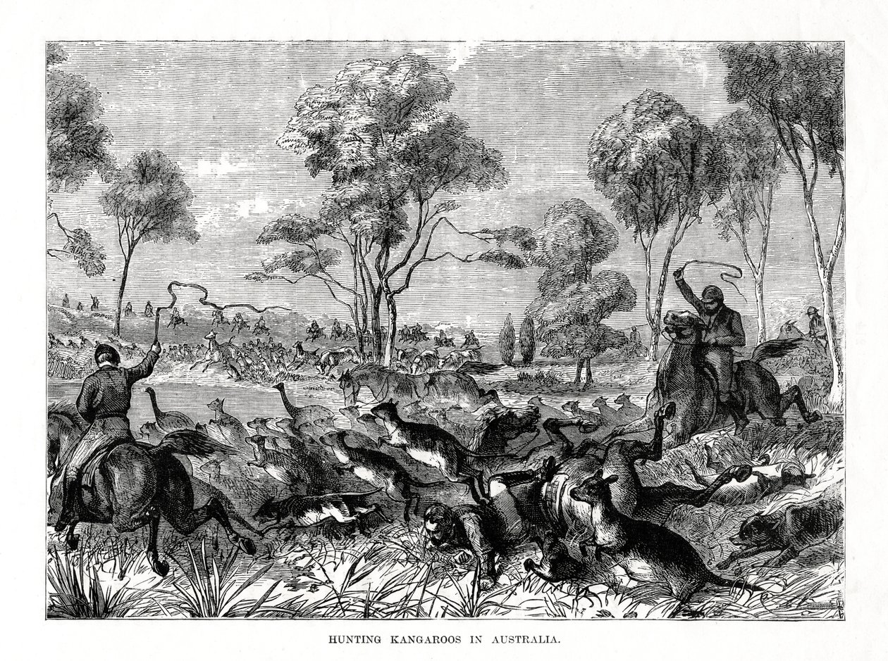 Caçando cangurus, Austrália, 1877 de Unbekannt